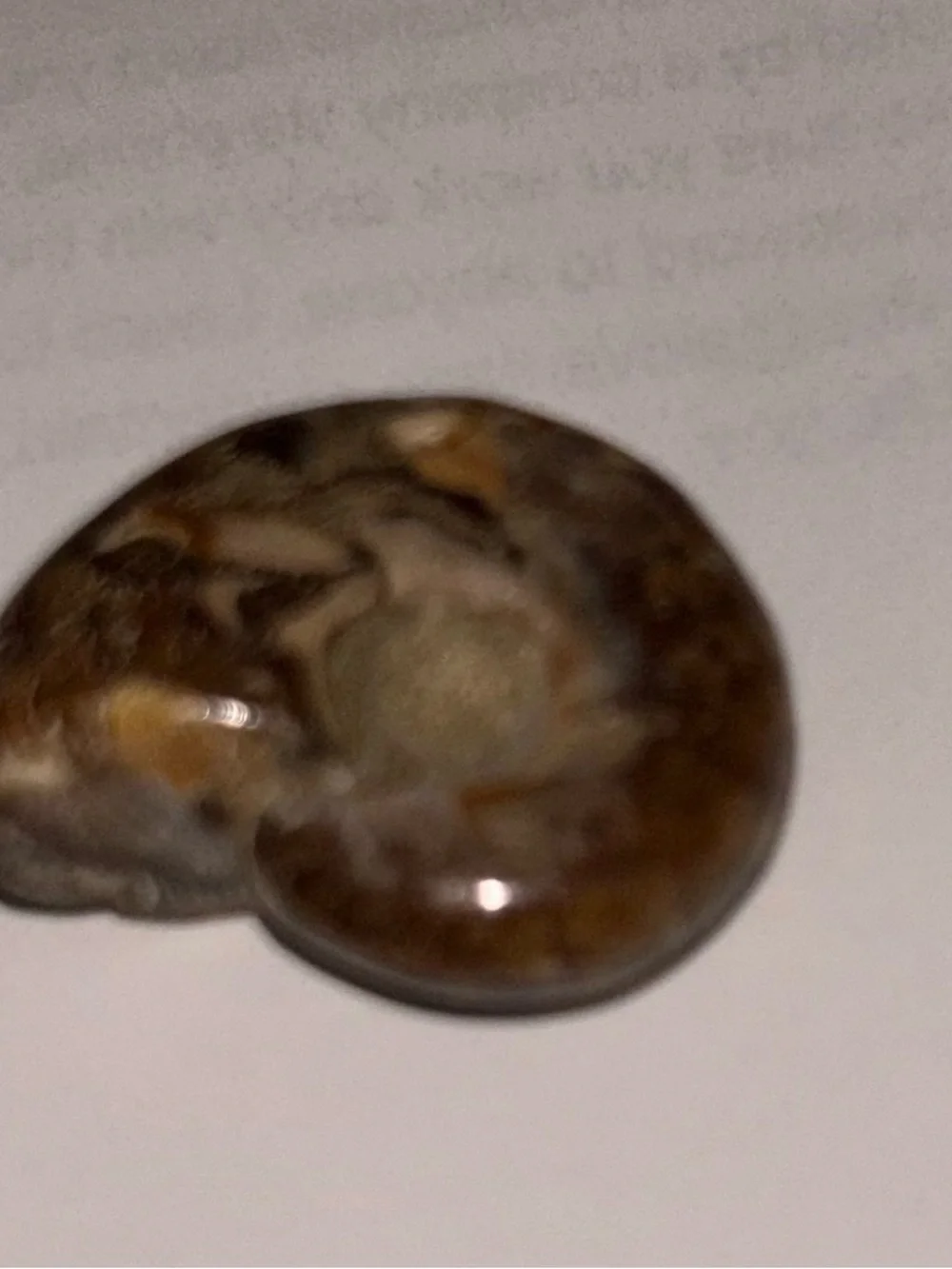 Ammonite Fossil
